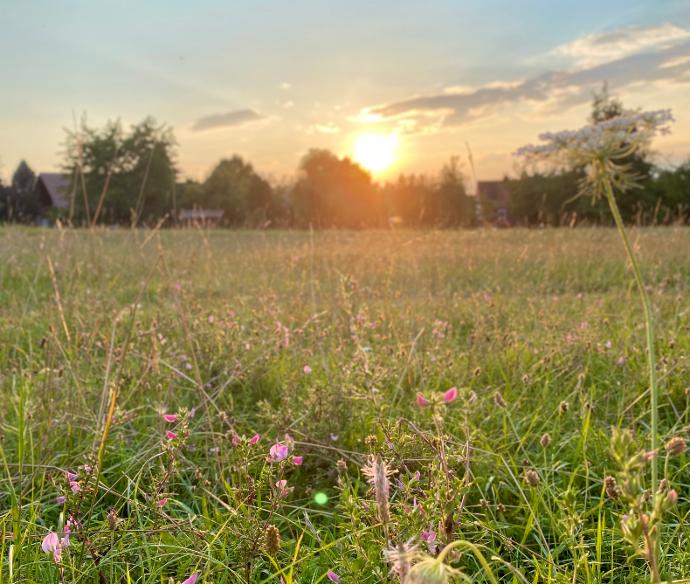 Sonnenuntergang auf Wildblumenwiese